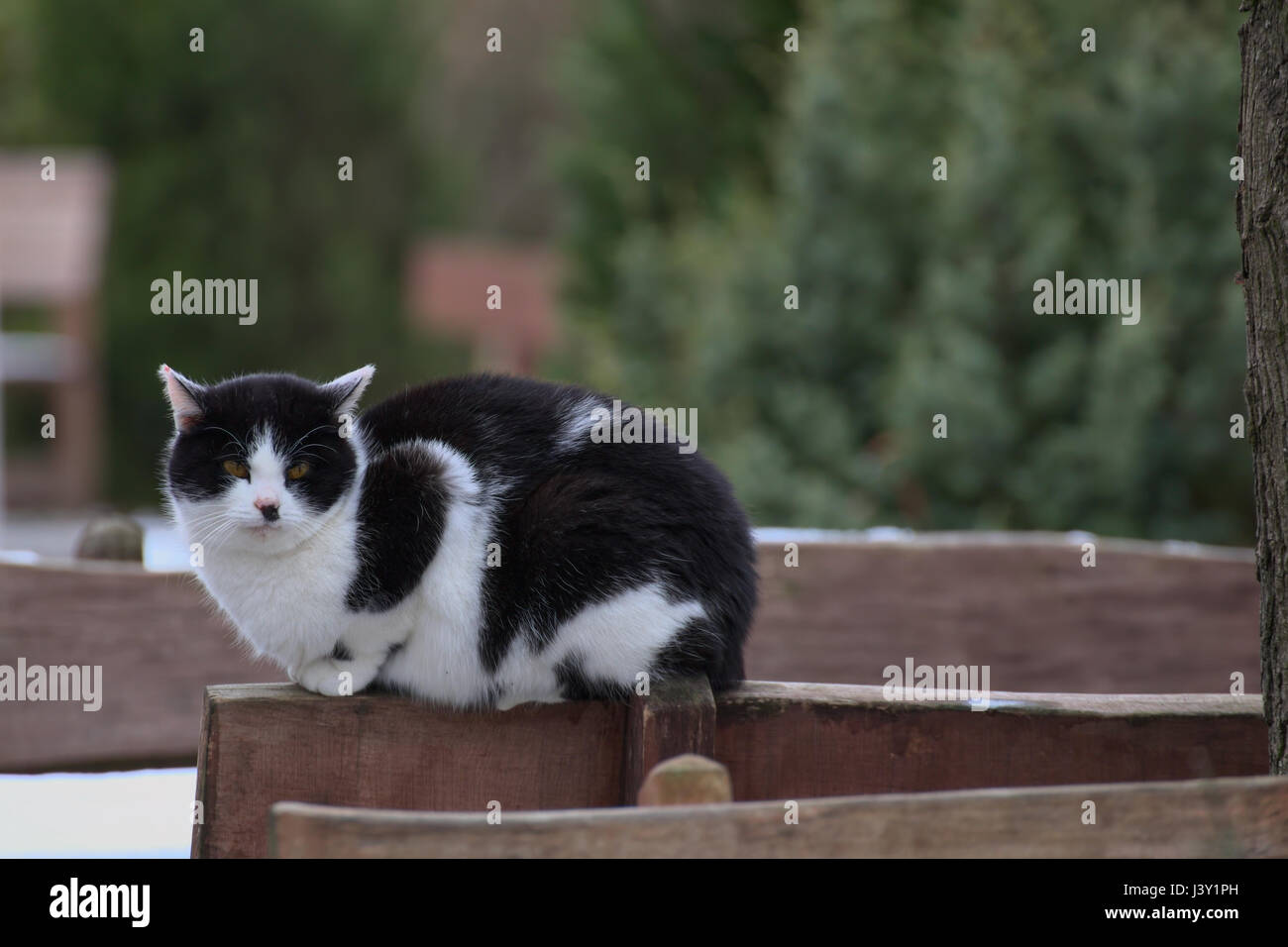 Domestic cat sitting on the back of a bench Stock Photo - Alamy