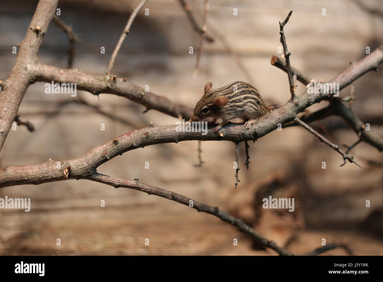 Striped grass mouse (Lemniscomys species) on a twig. Stock Photo