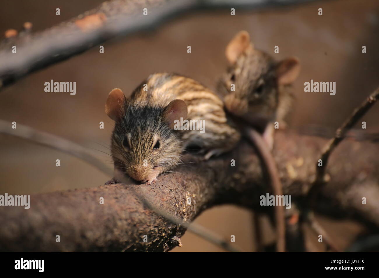 Two striped grass mice (Lemniscomys species) on a twig. Stock Photo
