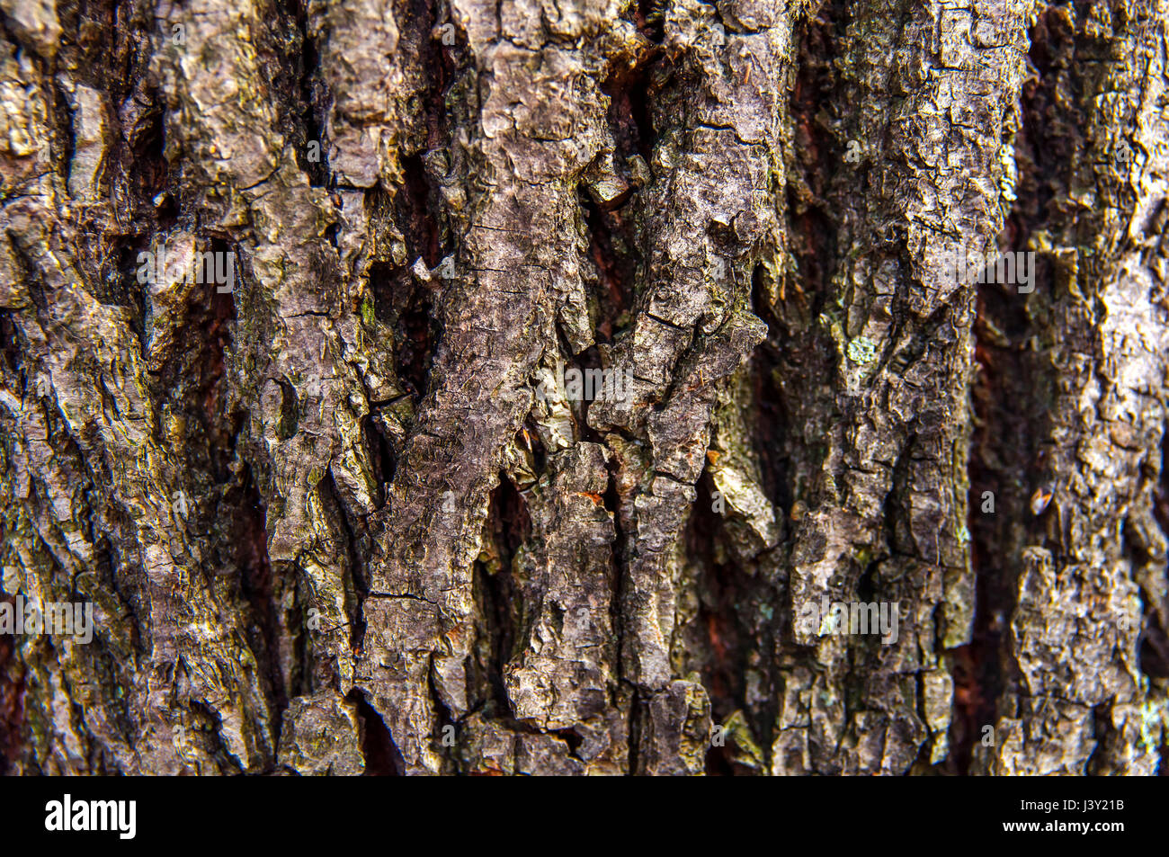 Texture bark pattern background Stock Photo - Alamy