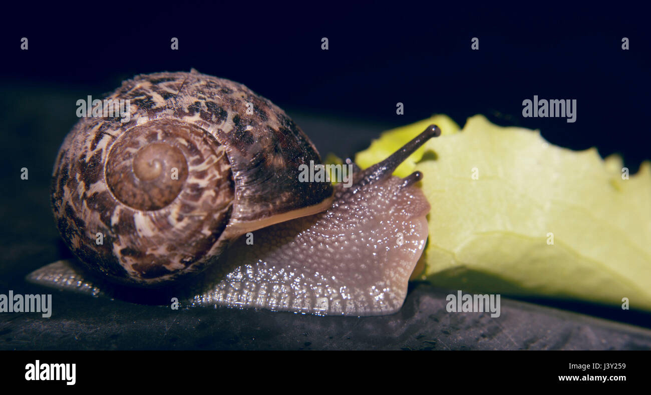Snail eating a leaf of lettuce on a neutral background Stock Photo Alamy