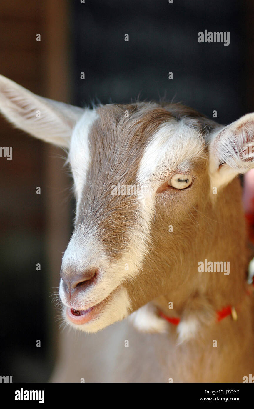 Farmyard British Toggenburg domesticated goat breed, Capra aegagrus hircus. Stock Photo
