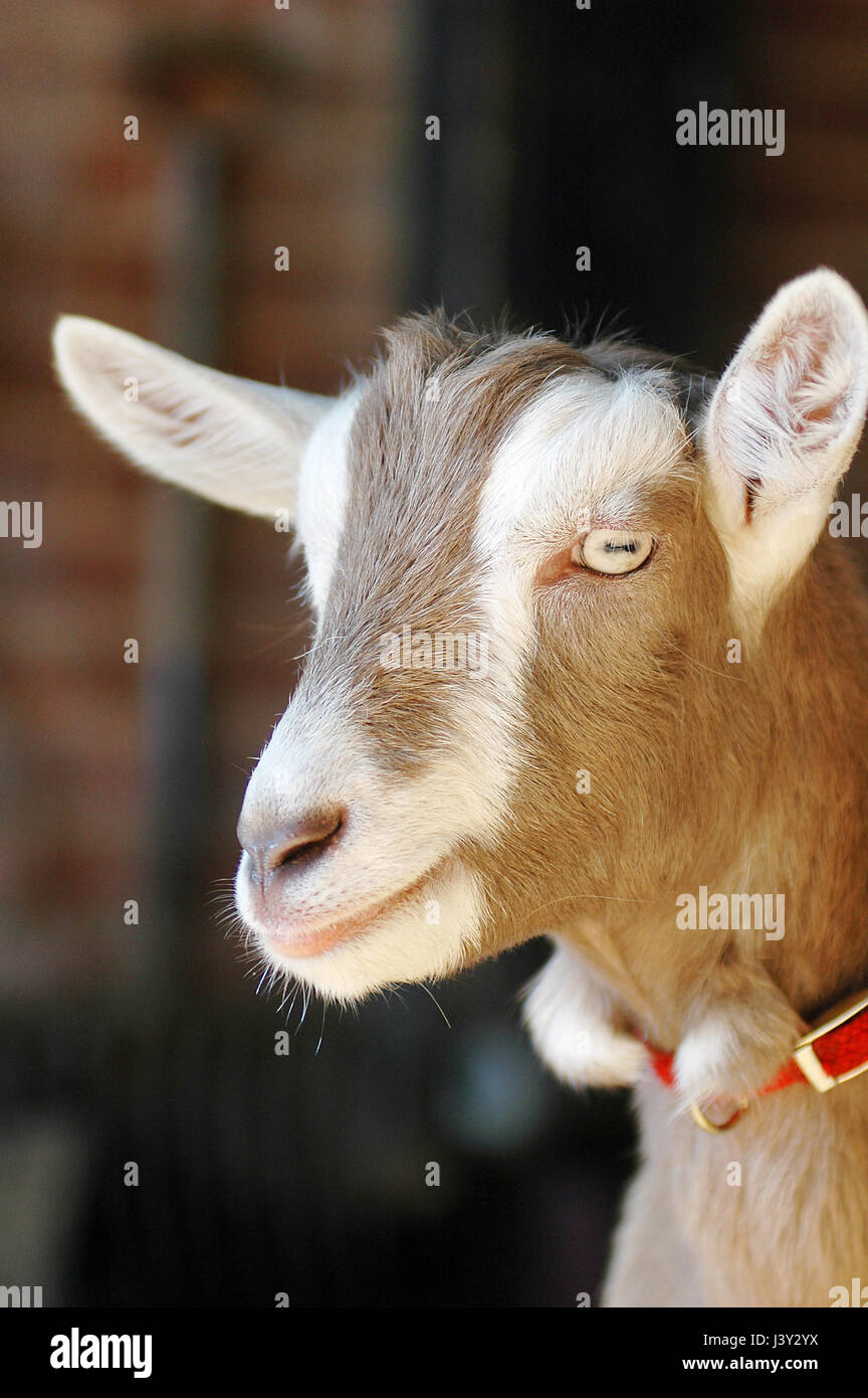 Farmyard British Toggenburg domesticated goat breed, Capra aegagrus hircus. Stock Photo