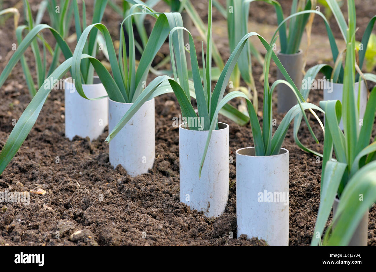 Leeks, allium ampeloprasum growing in plastic pipes to blanch and extend the stems in a vegetable garden, variety Musselburgh. Stock Photo