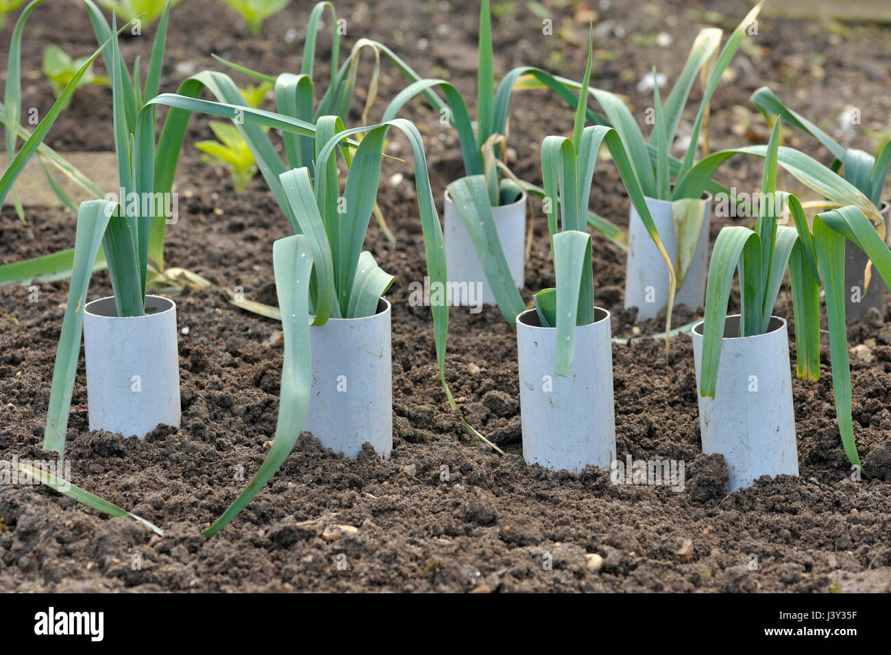 Leeks, allium ampeloprasum growing in plastic pipes to blanch and extend the stems in a vegetable garden, variety Musselburgh. Stock Photo
