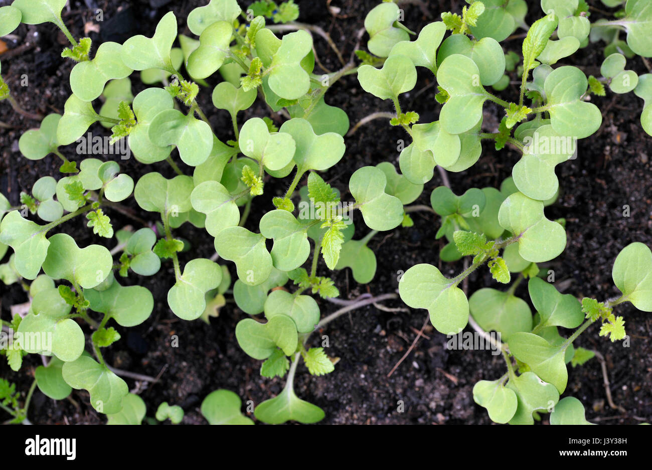 Mustard seedlings growing, Sinapis Alba, Brassica Alba or Brassica