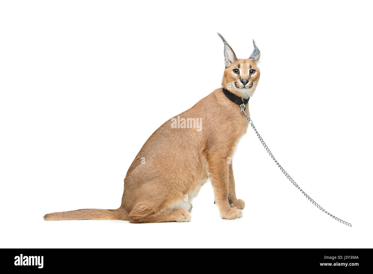 Beautiful caracal lynx 6 months old kitten in leather collar with chain leash sitting on white background. Isolated. Studio shot. Copy space. Stock Photo