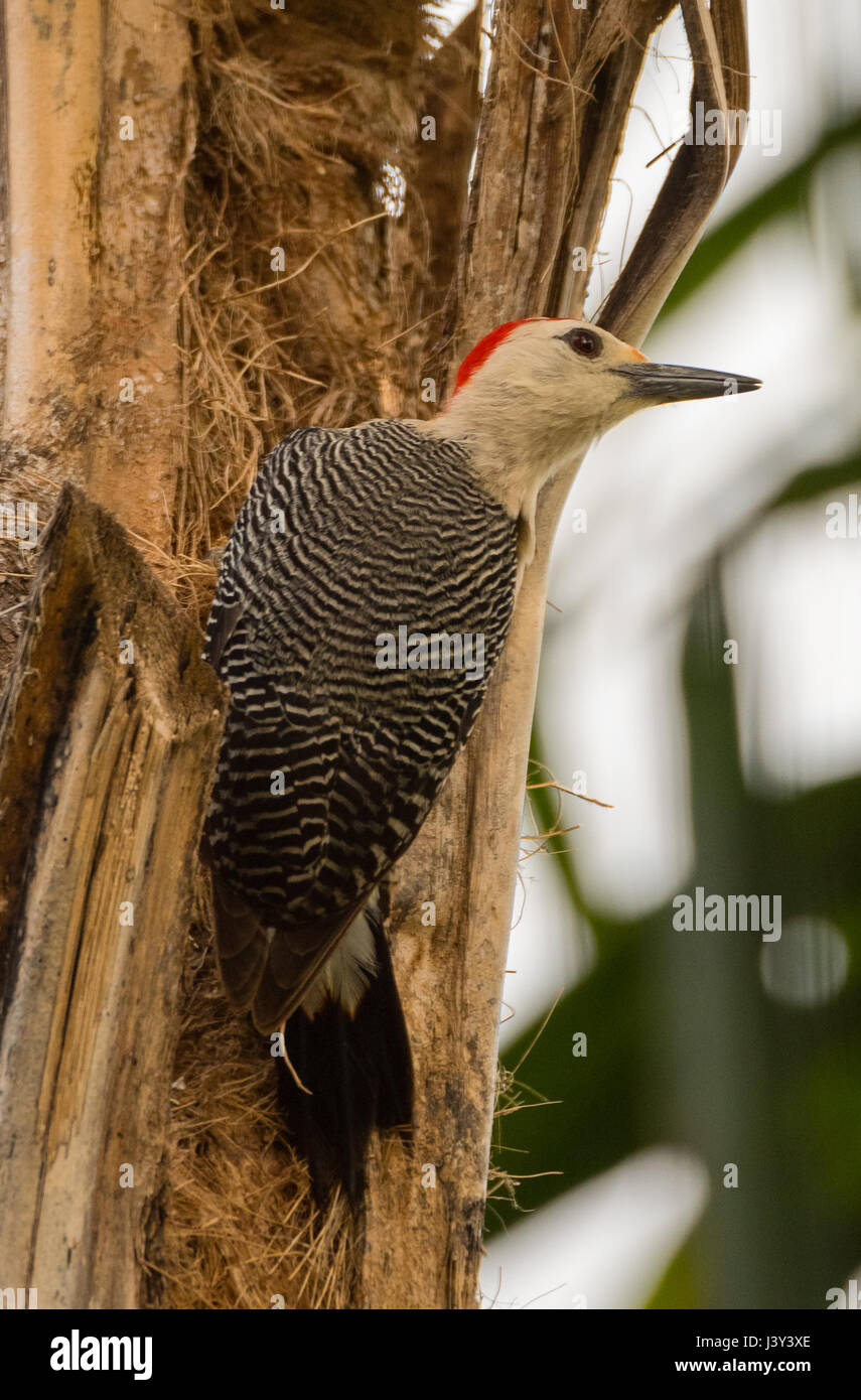 Yucatan Woodpecker on Palm Tree Stock Photo