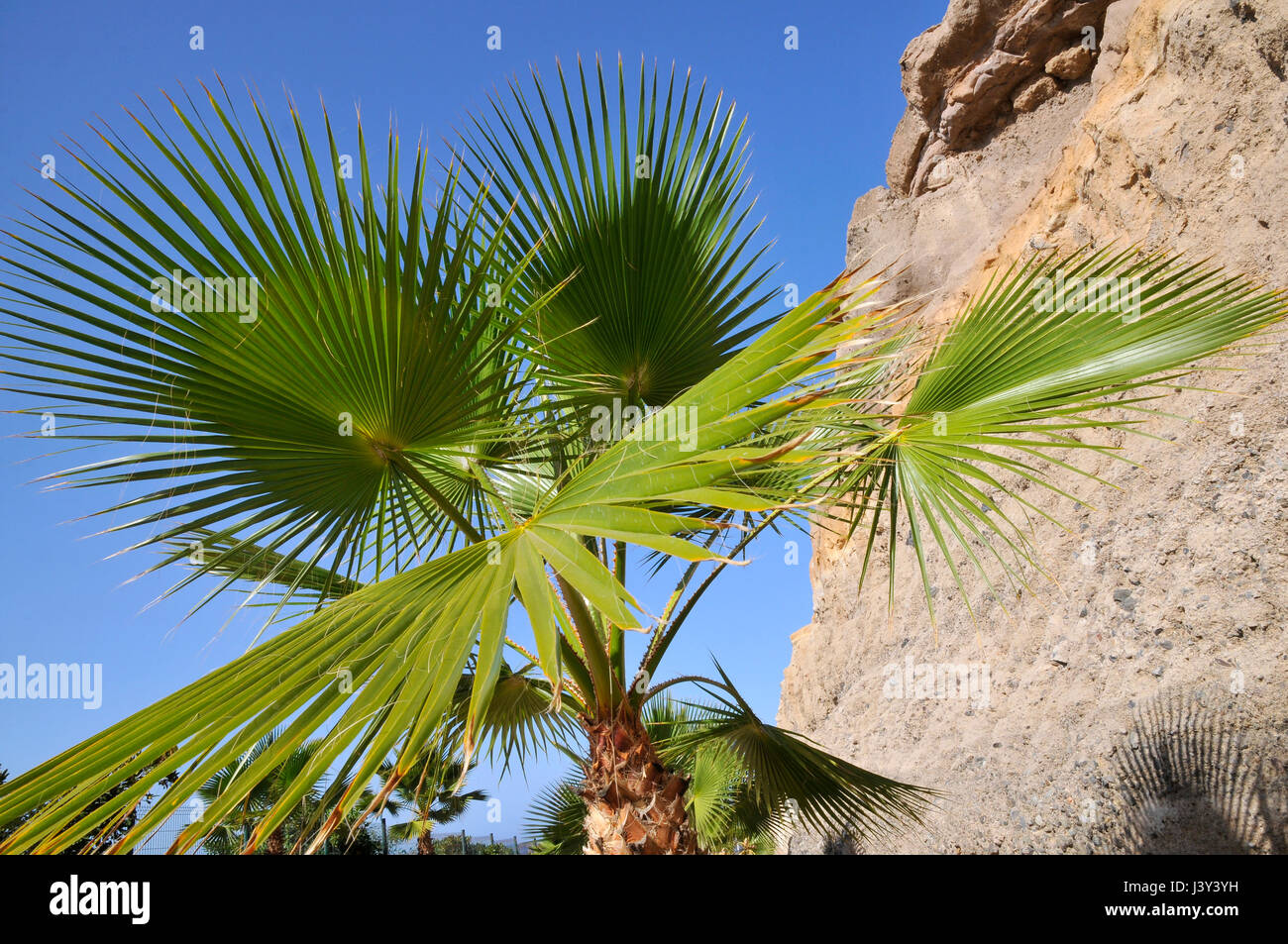 Fan leaf tree hires stock photography and images Alamy