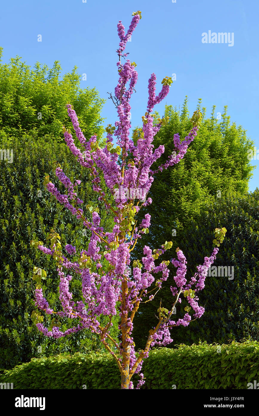 Small judas tree (Cercis siliquastrum) in bloom Stock Photo