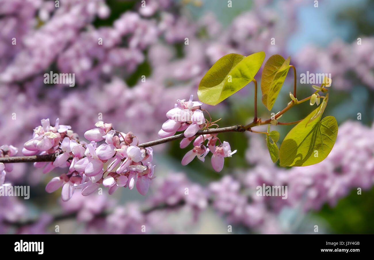 Pink leaves of Cedrela sinensis or Toona sinensis Stock Photo