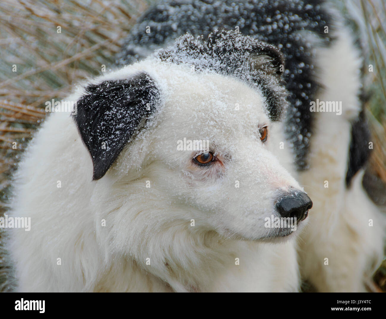 A Border Collie sheepdog with snow settled on him, Whitewell, Lancashire Stock Photo