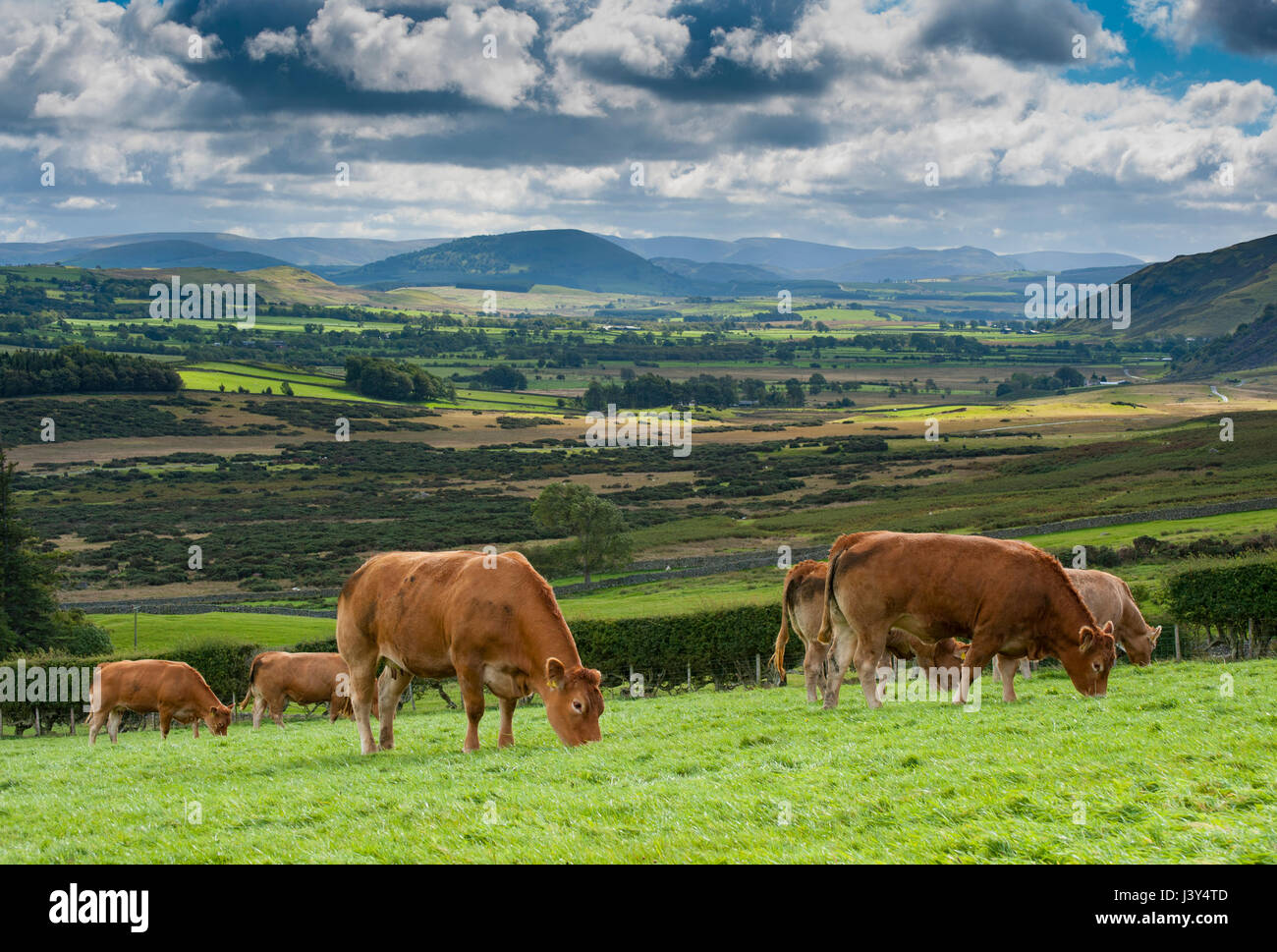 Limousin cattle near Hesket Newmarket, Cumbria looking towards Mungrisedale. Lake District.UK Stock Photo