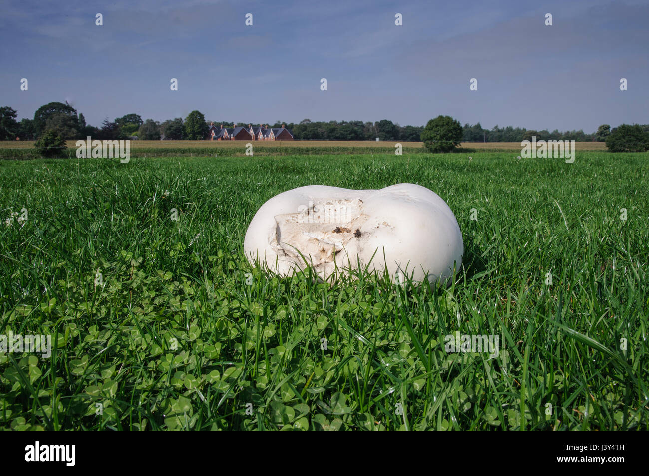 Giant puffball in a grass meadow, Cheshire. Stock Photo