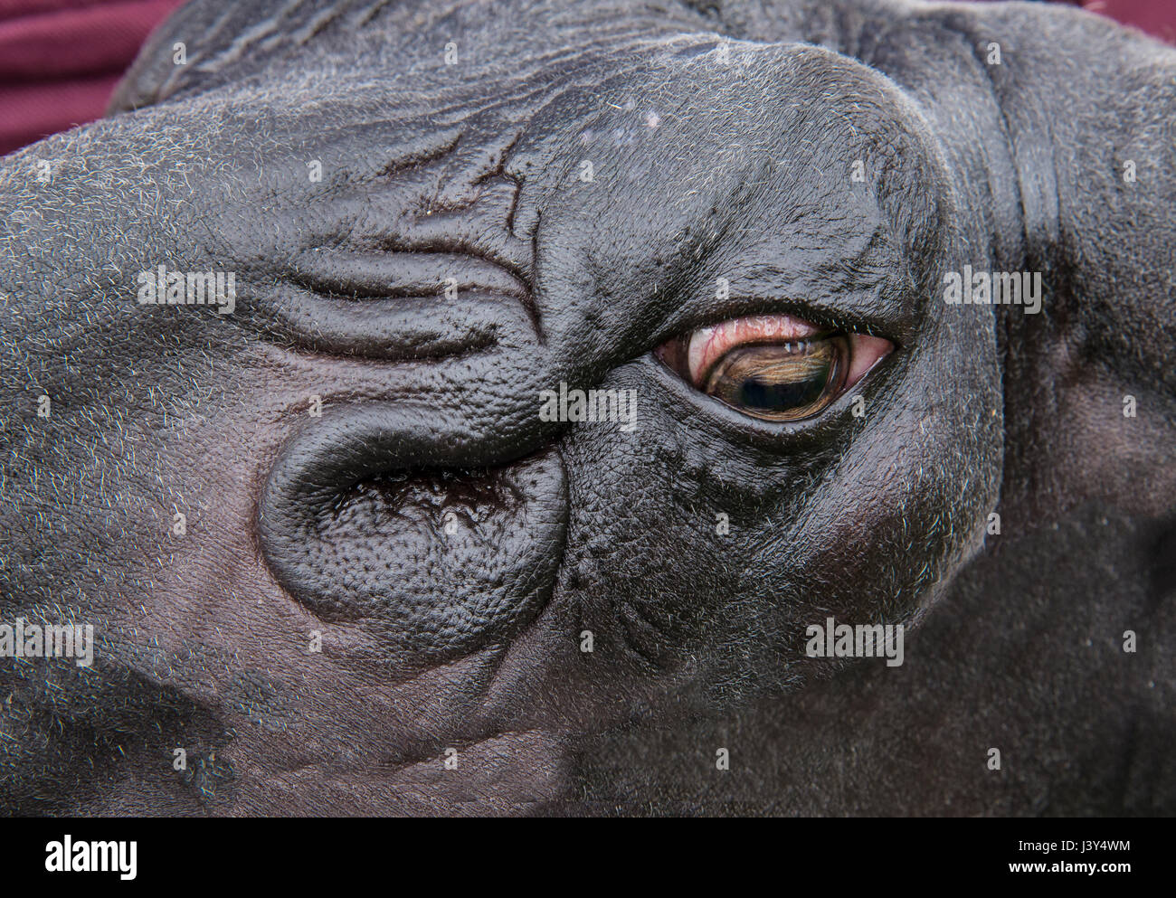 Close-up of a Bleu du Maine ram's head. Stock Photo