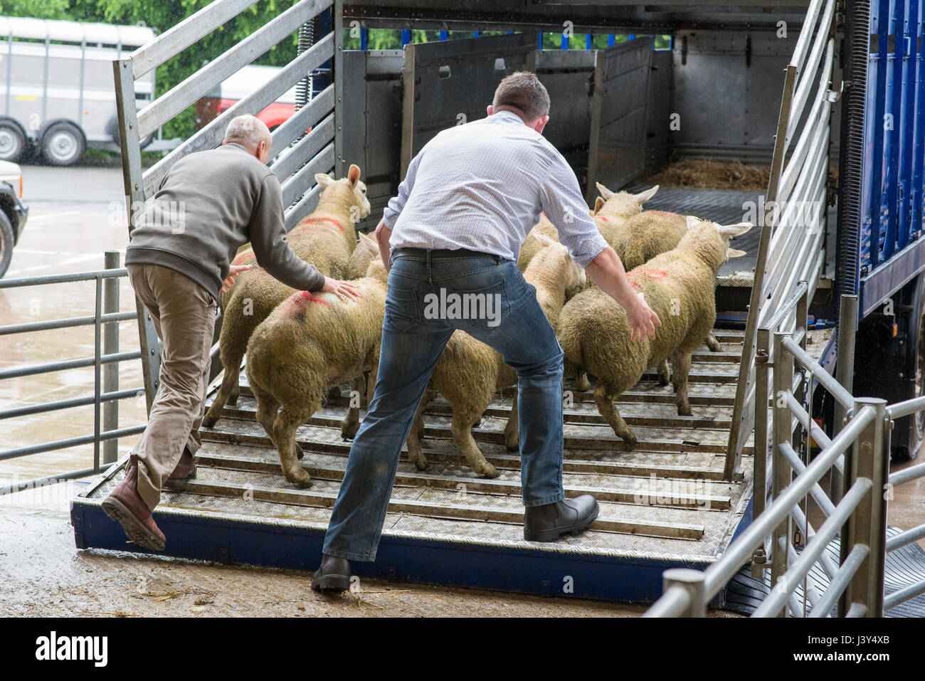 Loading sheep hires stock photography and images Alamy