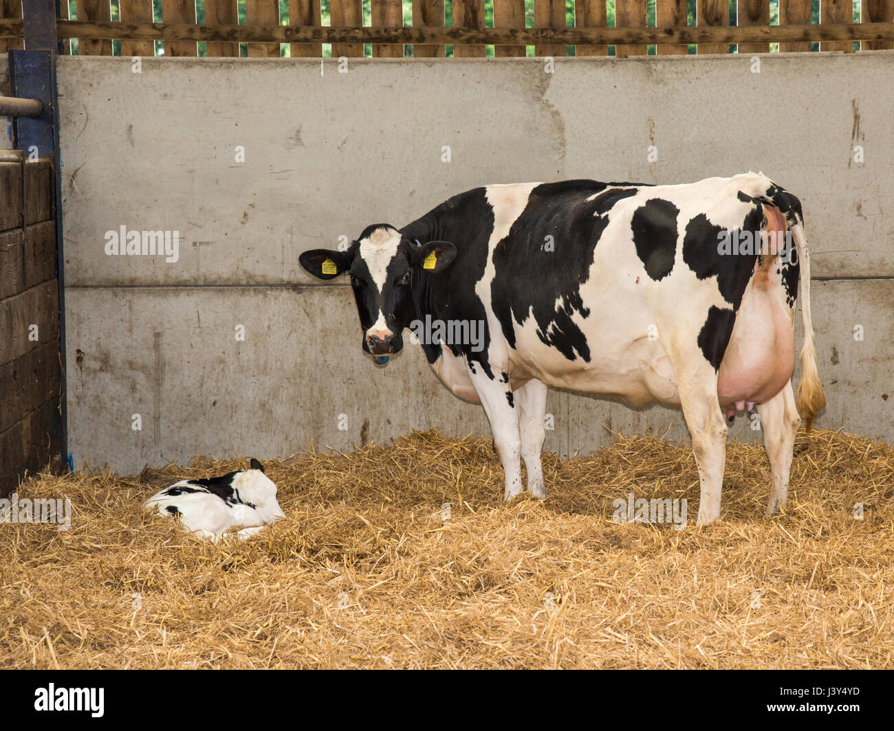 A newly calves cow with calf in a straw calving yard in a dry cow building, Cheshire Stock Photo
