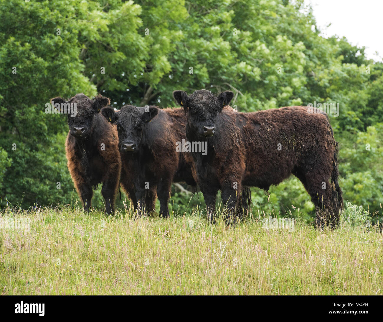 Three Galloway beef cattle in a field, Dumfries, Scotland. Stock Photo
