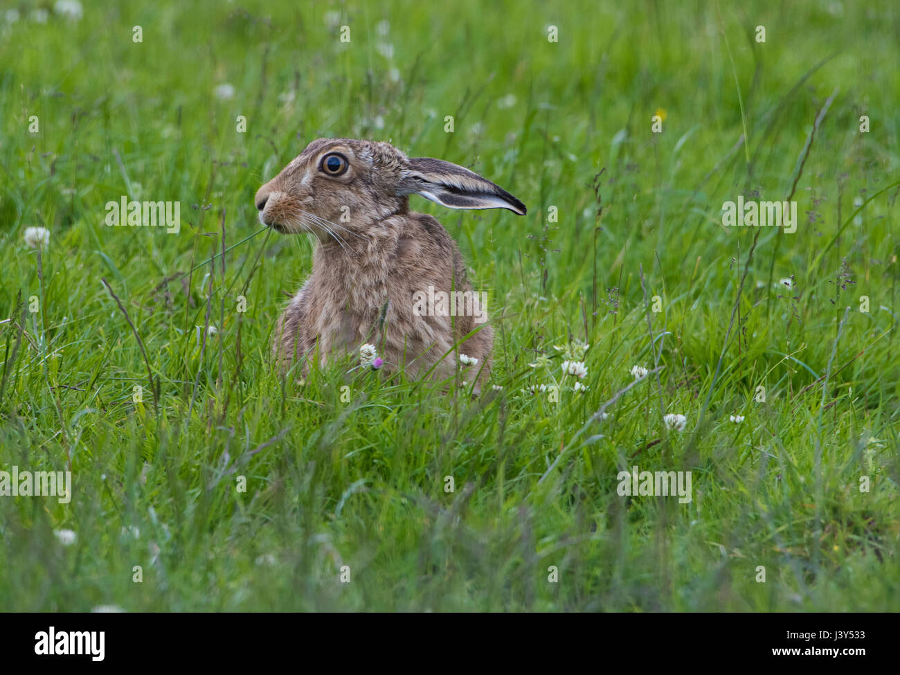 A European Brown hare lying in a field, Cow Ark, Clitheroe, Lancashire ...