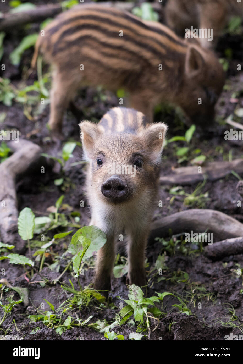 Wild Boar piglets, Bowland Wild Boar Park, Chipping, Lancashire. Stock Photo