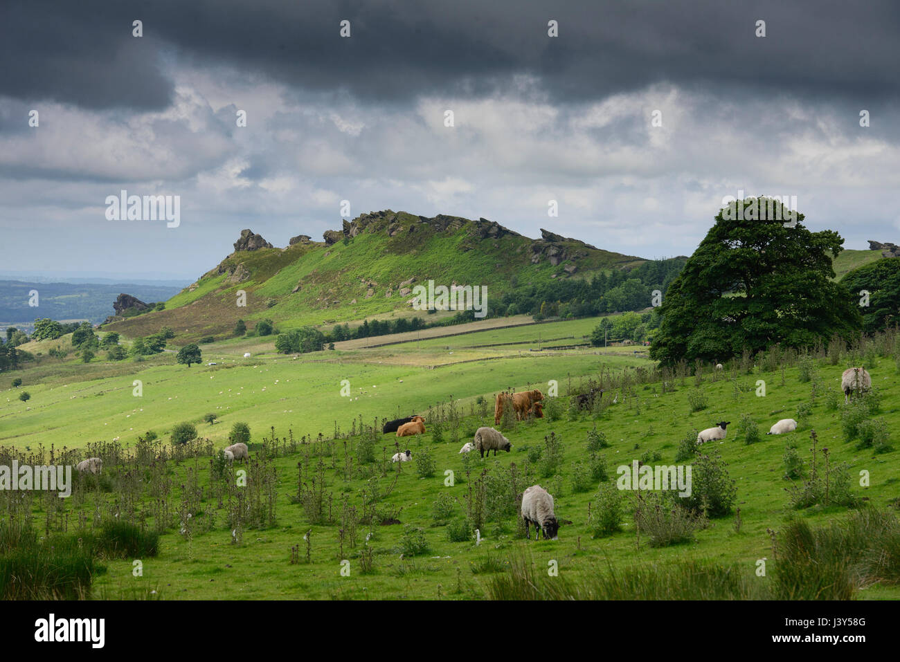 The Roaches, a prominent rocky ridge situated above Leek and Tittesworth Reservoir in the Peak District of England. The ridge with its spectacular roc Stock Photo