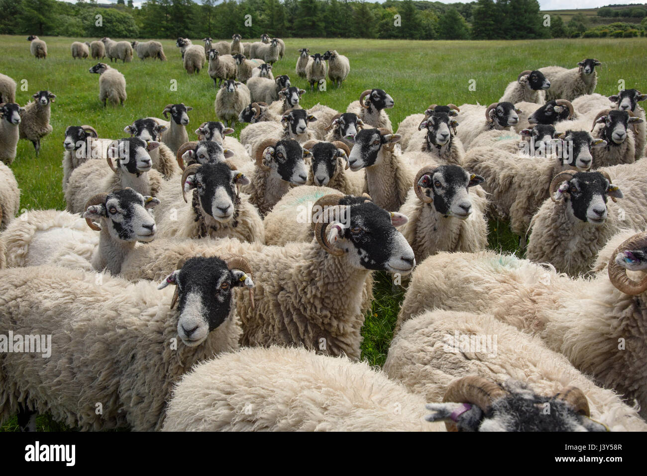 Swaledale ewes, Longnor,Staffordshire. Stock Photo