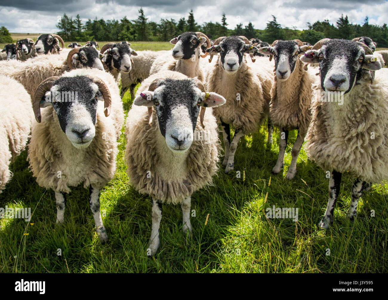 Swaledale ewes, Longnor,Staffordshire. Stock Photo