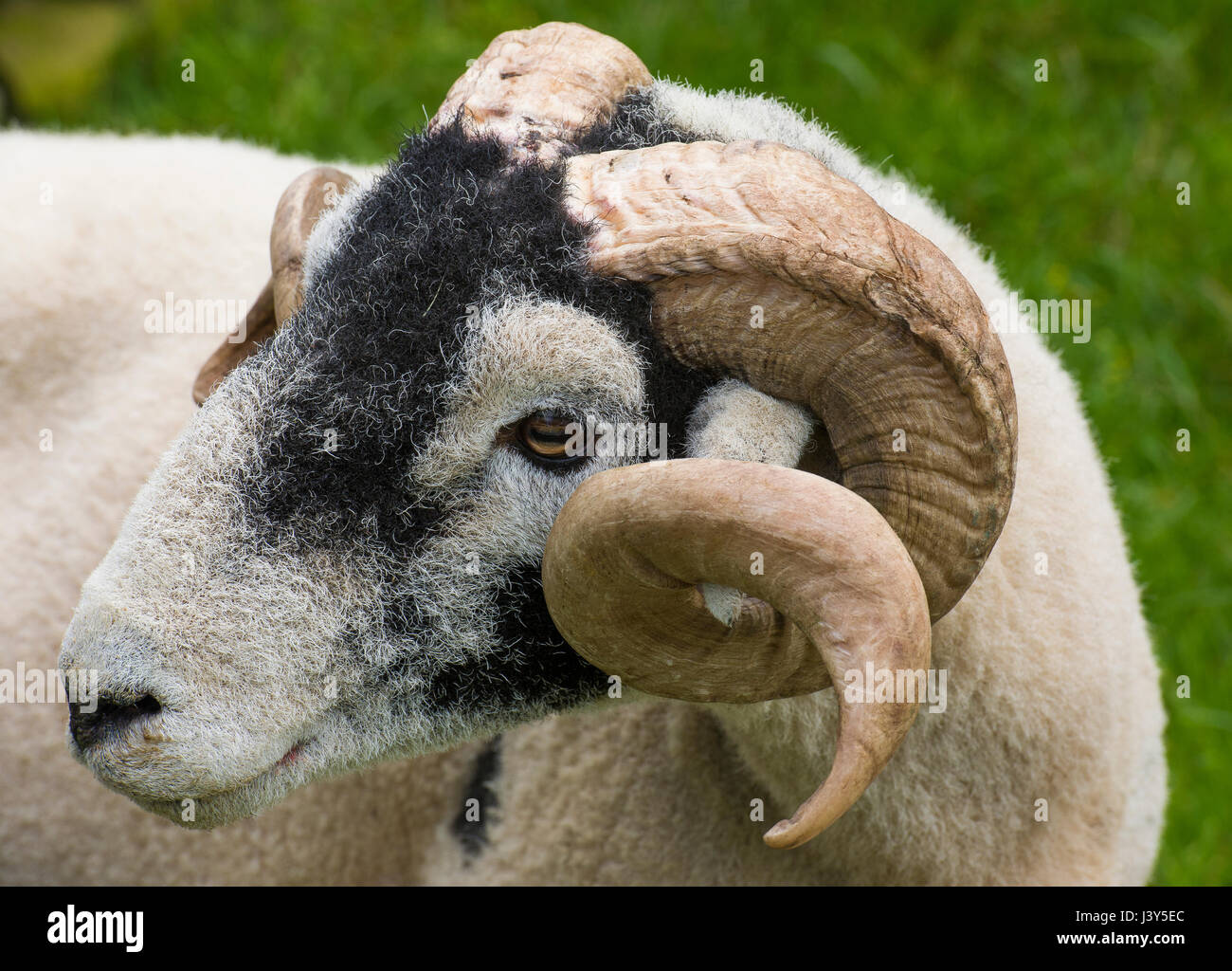 Close up of a Swaledale ram, Longnor,Staffordshire. Stock Photo