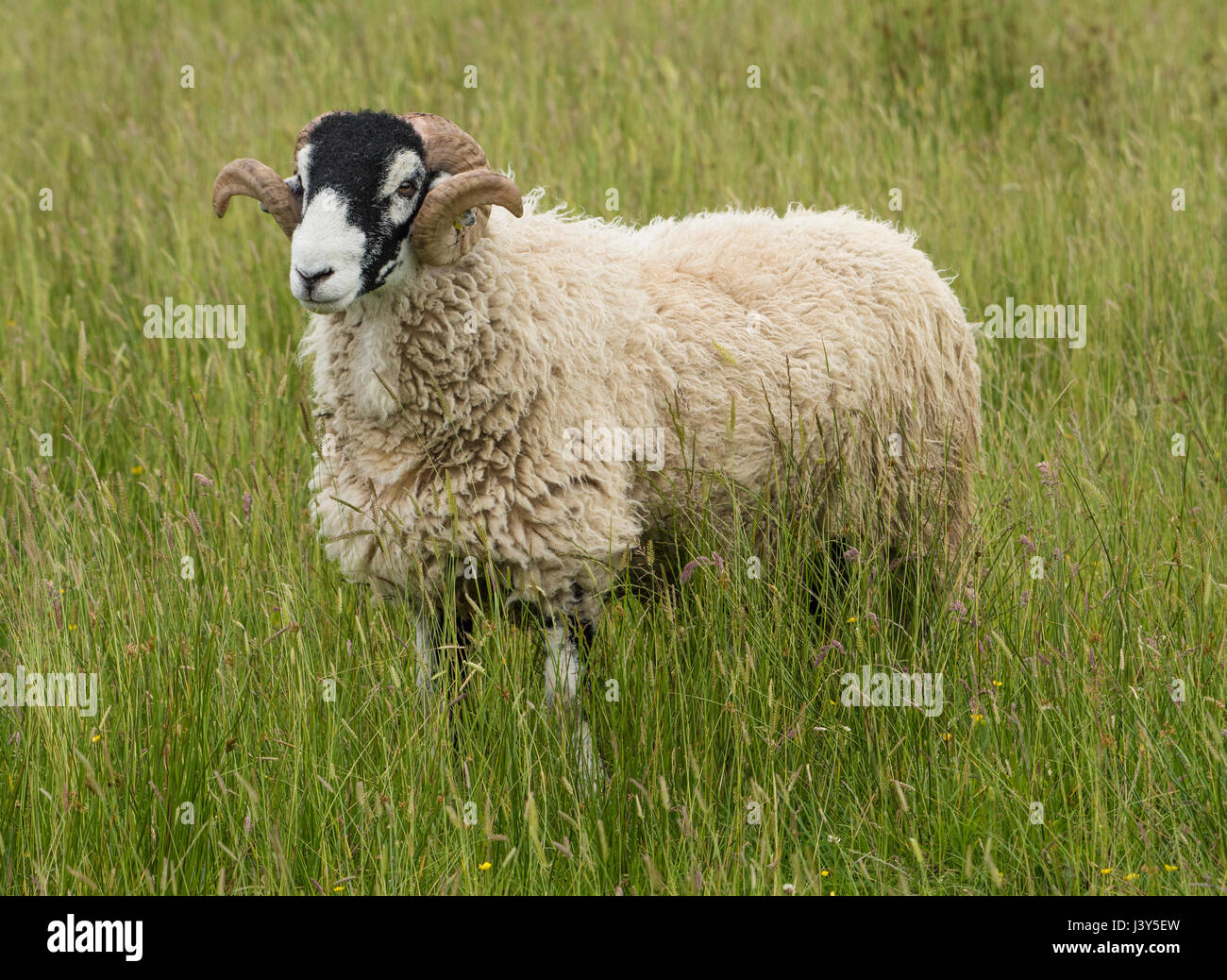 A yearling Swaledale ram, Longnor, Staffordshire. Stock Photo