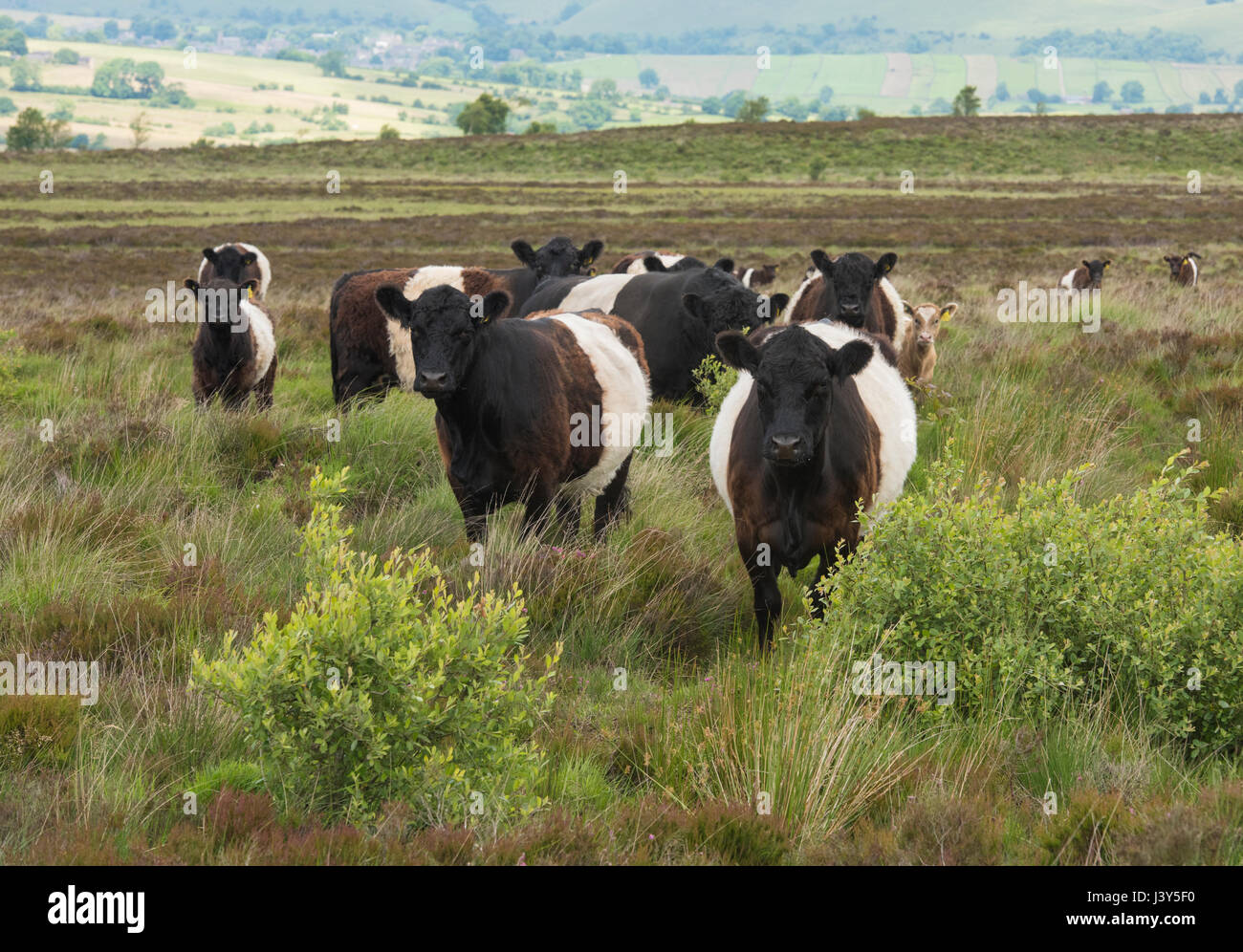 Belted Galloway cattle on Swallow Moss, North Staffordshire Moorland, Longnor, Staffordshire.UK Stock Photo