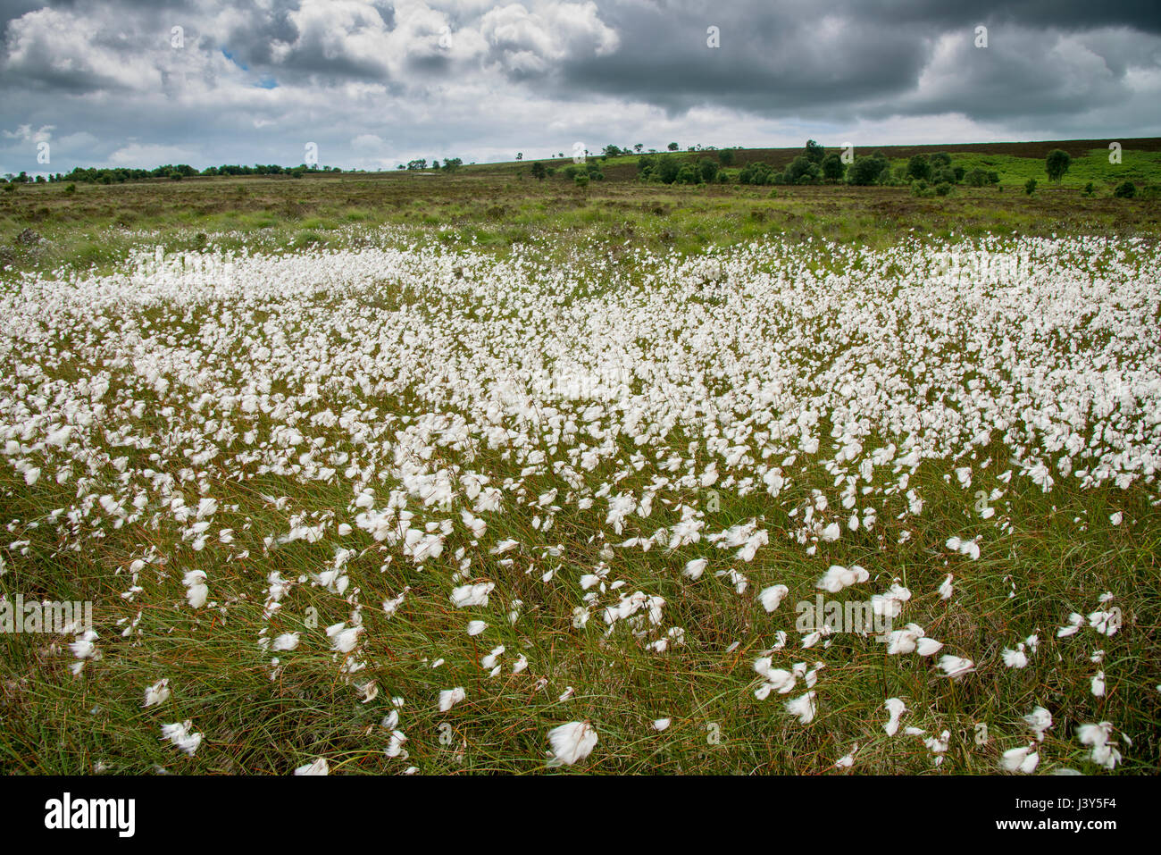 Cotton grass at Lum Edge, Staffordshire.UK Stock Photo