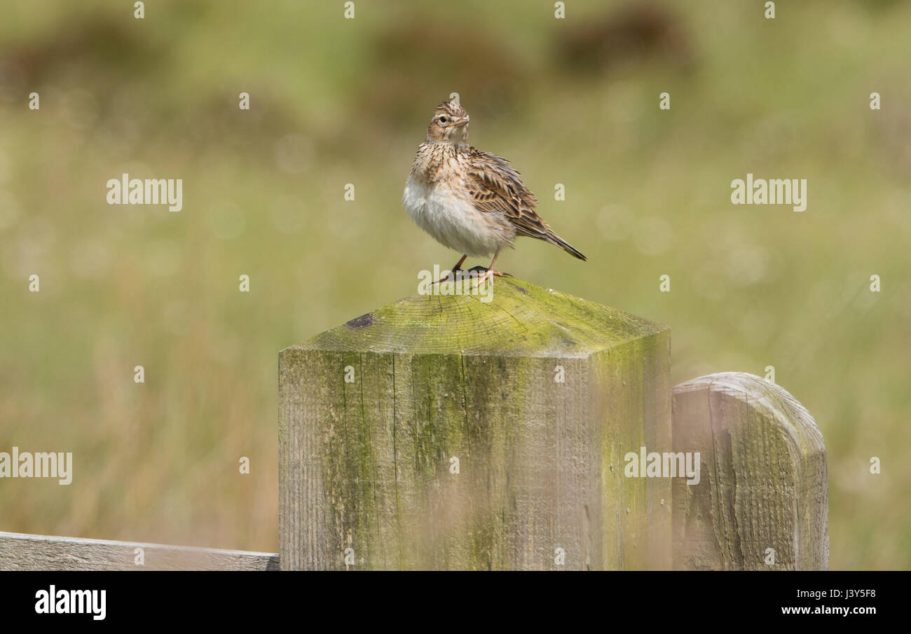 Skylark sitting on a wooden gate post, Reapsmoor, Longnor, Staffordshire. Stock Photo