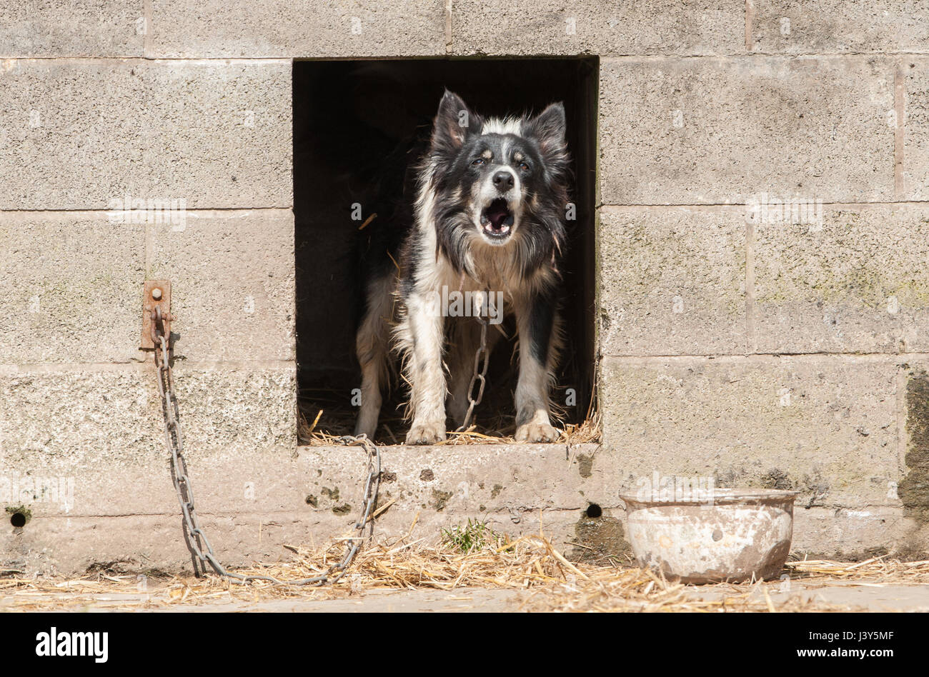 A farm sheepdog barking from a kennel, Preston, Lancashire. Stock Photo