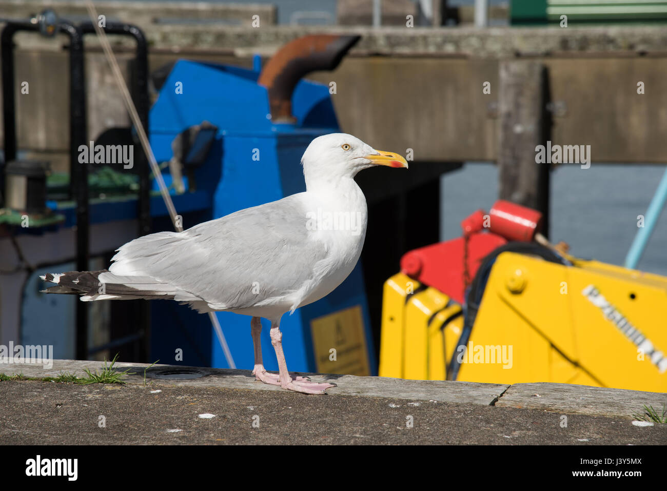 A Herring Gull, Oban, Argyll and Bute, Scotland. Stock Photo