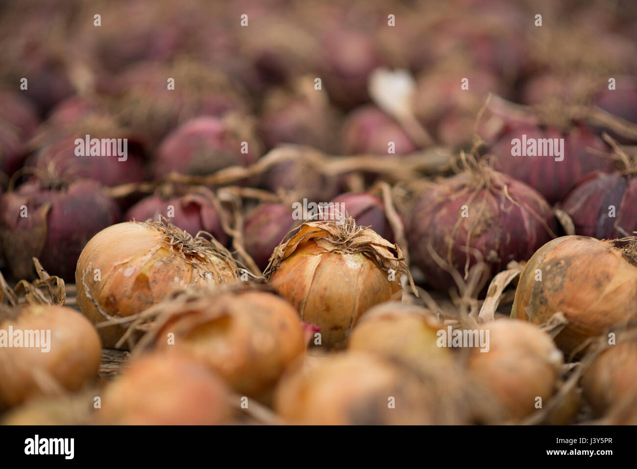Onions in a greenhouse, Chipping, Lancashire. Stock Photo