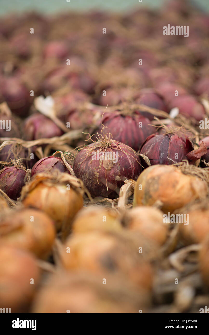 Onions in a greenhouse, Chipping, Lancashire. Stock Photo