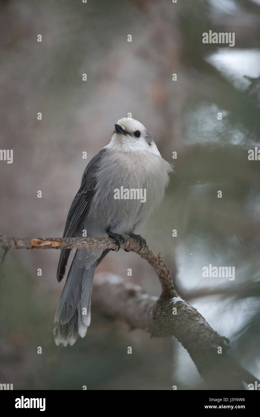 Grey Jay  ( Perisoreus canadensis ) in winter, perched on a twig of a conifer tree, watching up to the sky, frontal shot, Yellowstone NP, USA. Stock Photo