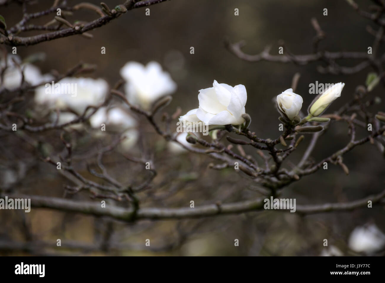 Magnolia kobus, known as mokryeon, with white blossoms. Stock Photo
