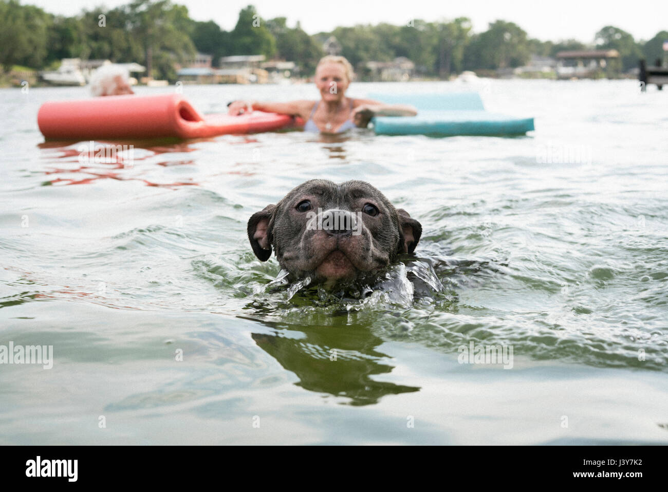 Pitbull dog swimming in lake, Shalimar, Florida, USA Stock Photo