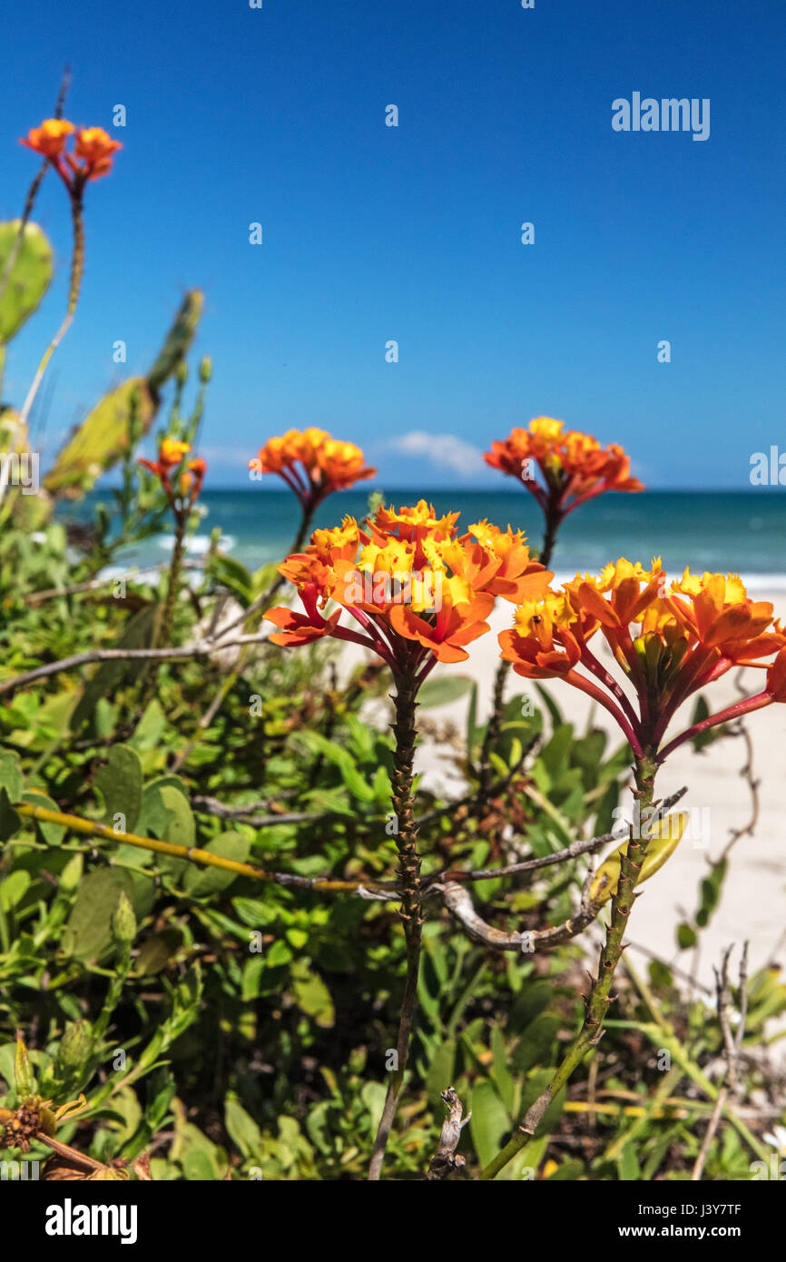 Close up of orange flowers by beach, Florianopolis, Santa Catarina, Brazil Stock Photo