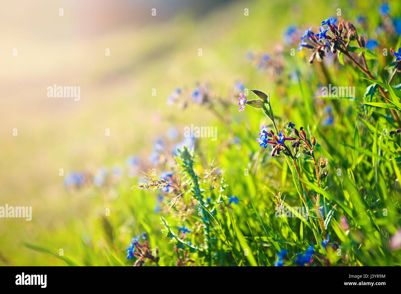 wild field of flowers Stock Photo - Alamy