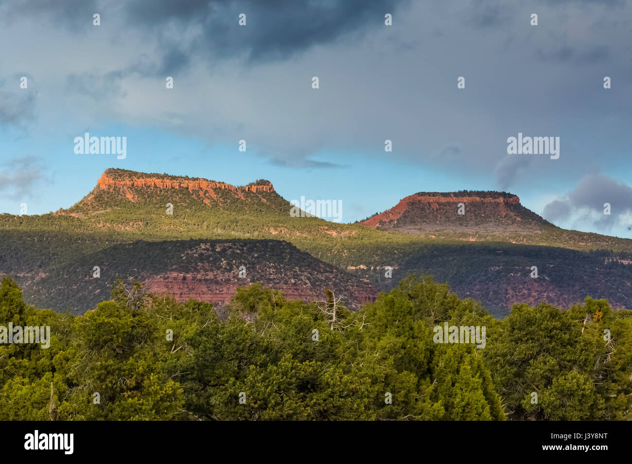 Bears Ears Buttes and the surrounding pinyon-juniper forest in Bears Ears National Monument, viewed from within Natural Bridges National Monument, sou Stock Photo