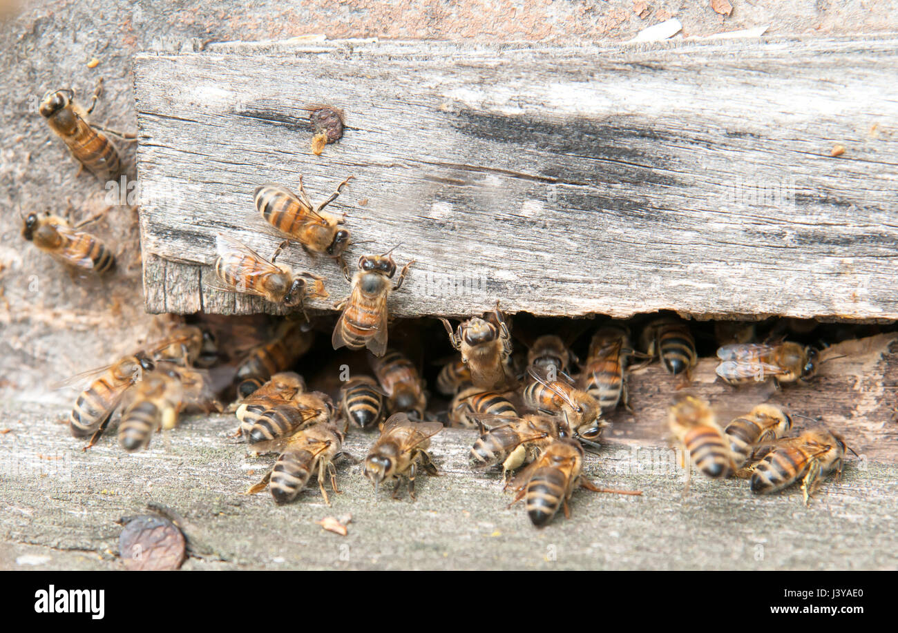 bees in beehive close up Stock Photo - Alamy