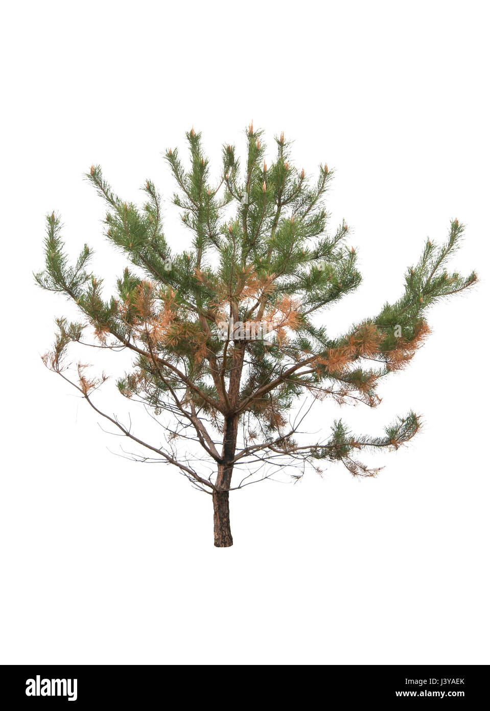 pine tree is isolated on a white background Stock Photo - Alamy