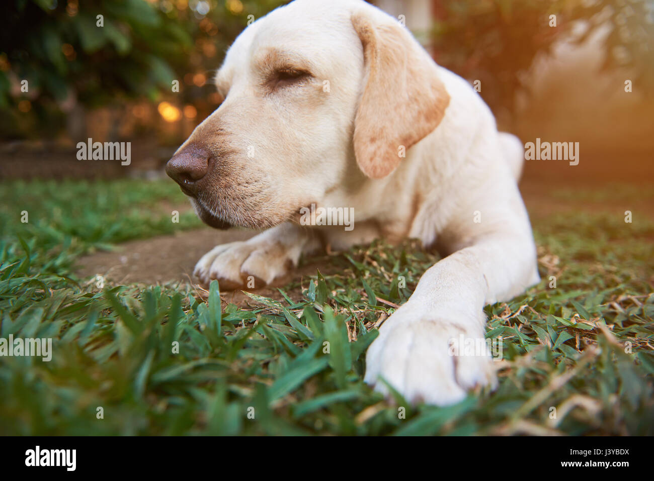 close-up of sleeping labrador dog on sunny park. Sleepy dog lay on grass Stock Photo