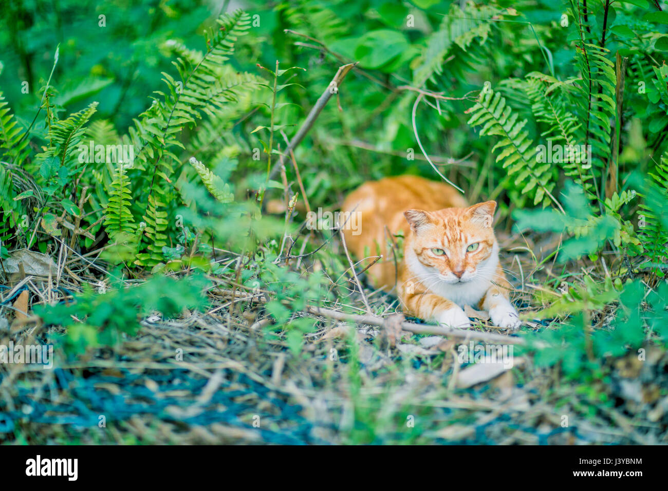 Ginger cat in grass hi-res stock photography and images - Alamy