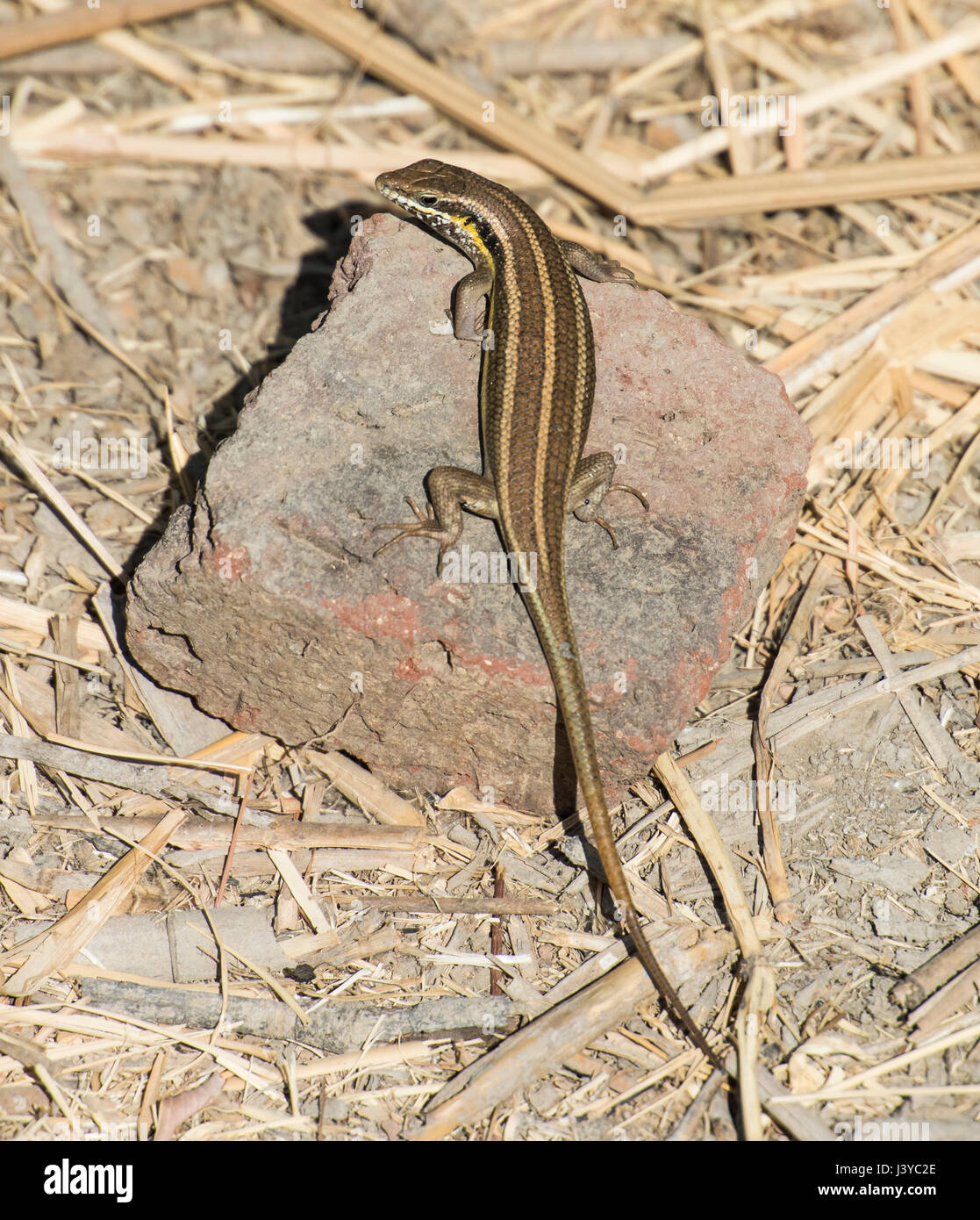Blue-tailed skink lizard stood on a stone rock in rural countryside Stock Photo