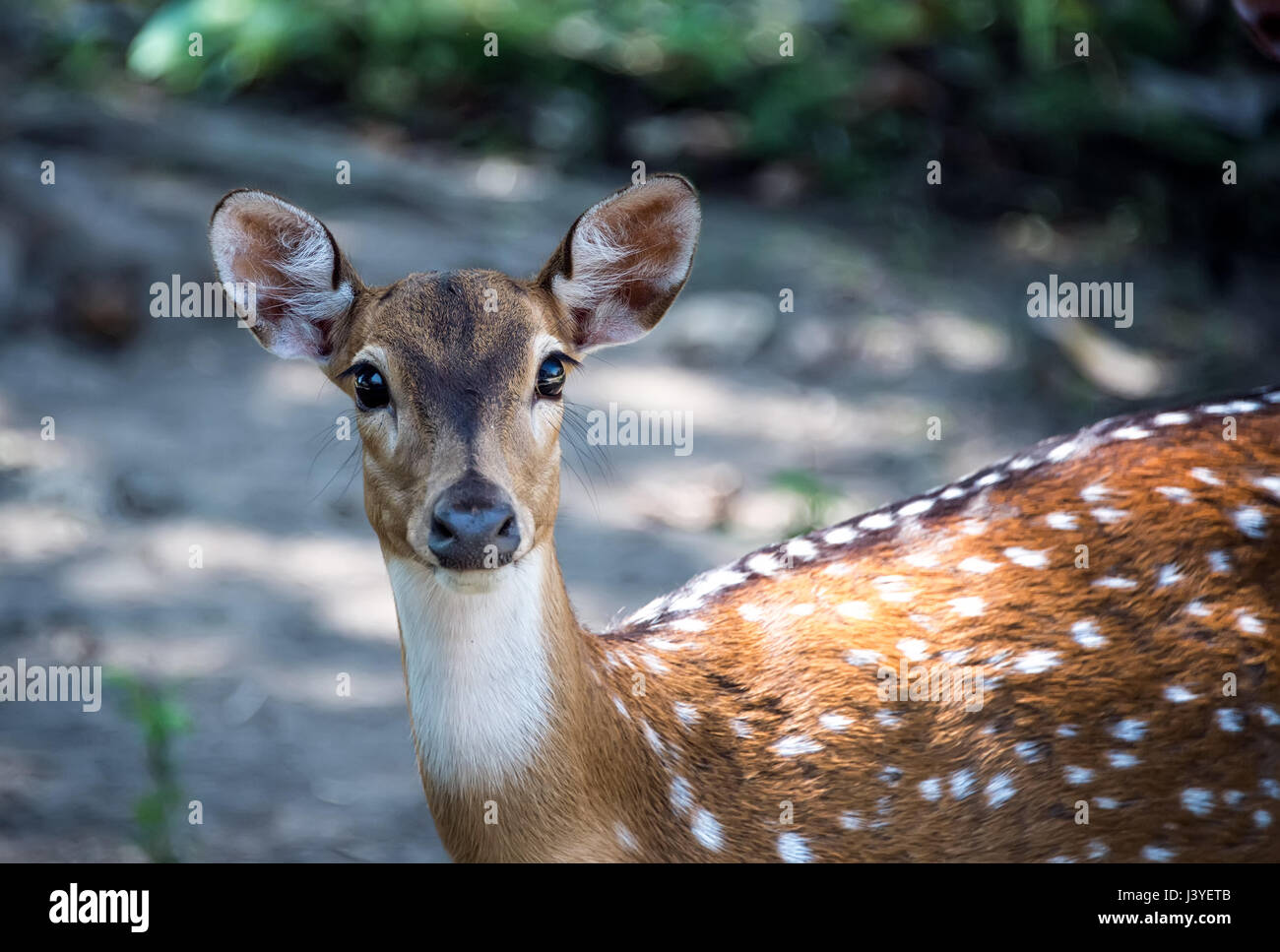 Spotted a young deer with a white chest and big eyes looks into the camera lens. Stock Photo