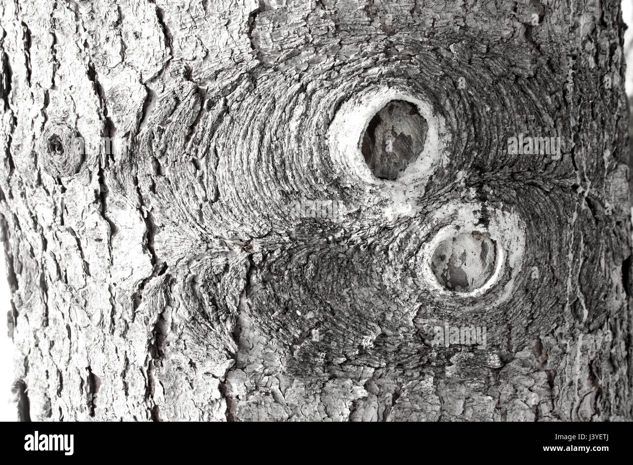 Bark of a tree with a hole from the branches. Background texture. Photo ...