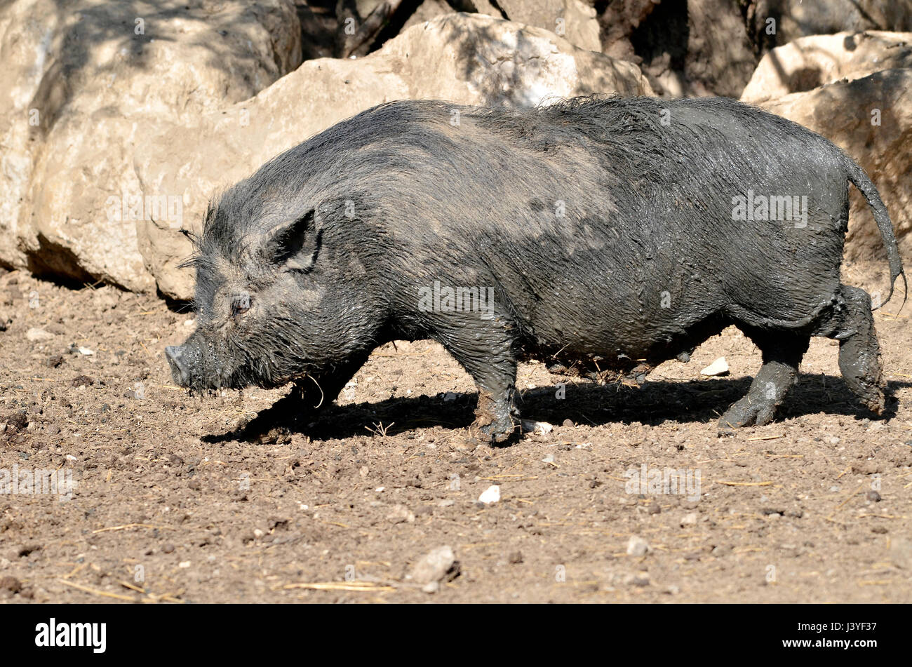 Closeup female Vietnamese potbellied pig (Sus scrofa domesticus) walking on ground and viewed of profile Stock Photo